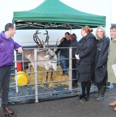 Reindeer Visit